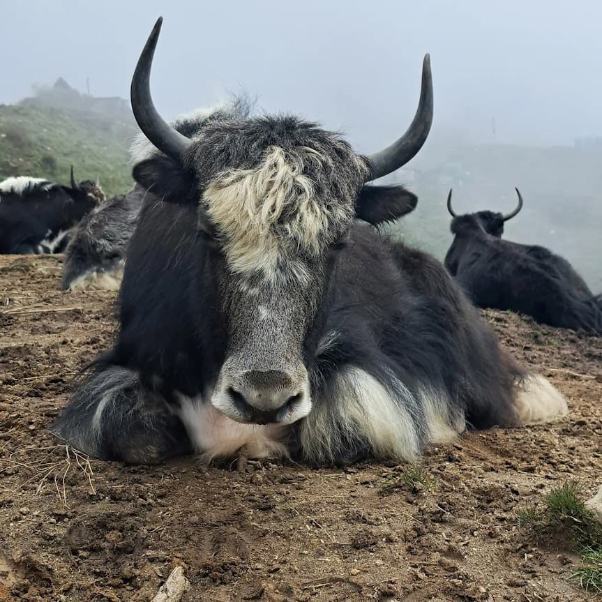 Mardi Himal Trek